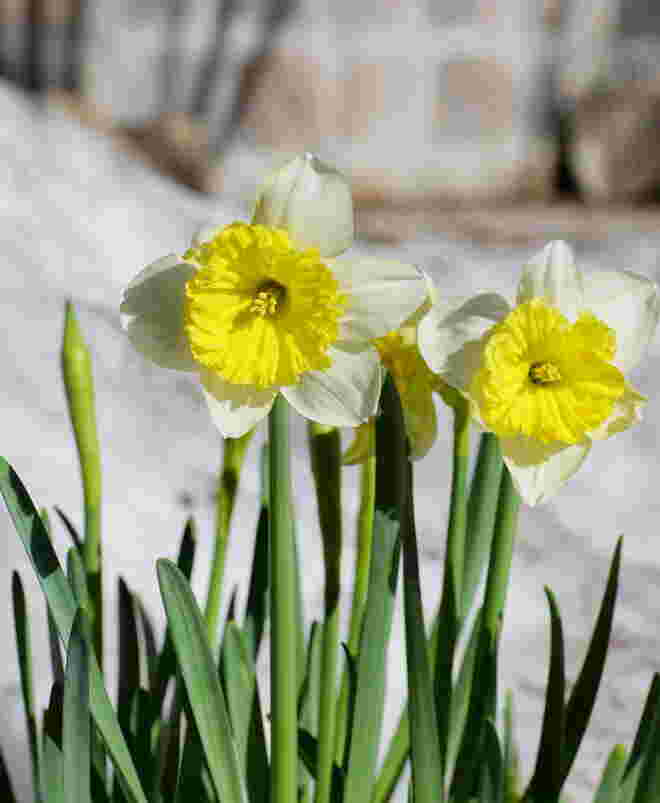 Frühlingsboten