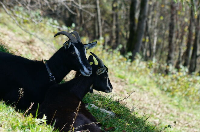 ... zärtlich .... Geiß mit Geißlein