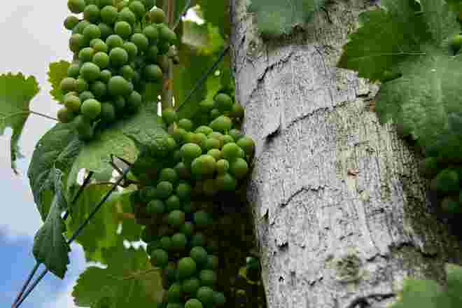 Dem Wein beim wandern auf der Spur