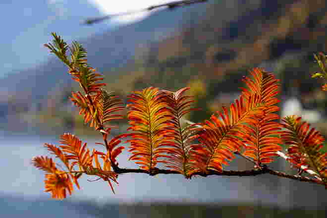 Prächtig herbstlich verfärbt 