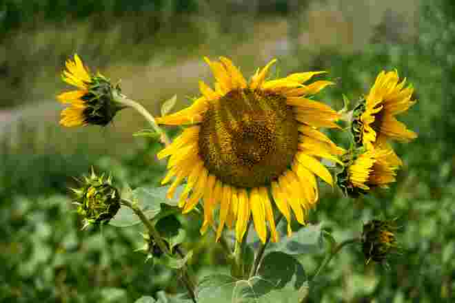 Sonnenblume
