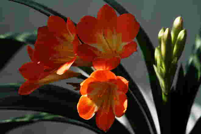 8. März