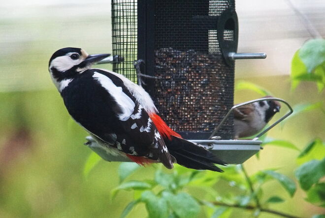 Der Specht kommt noch gerne zum Futterplatz
