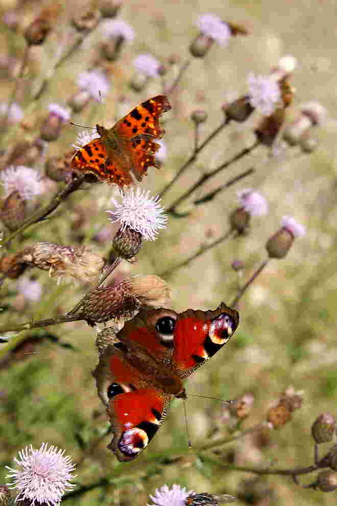 Schmetterlingstreff