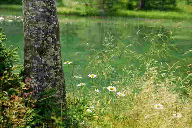 Margeriten blühen am Ufer vom Teich