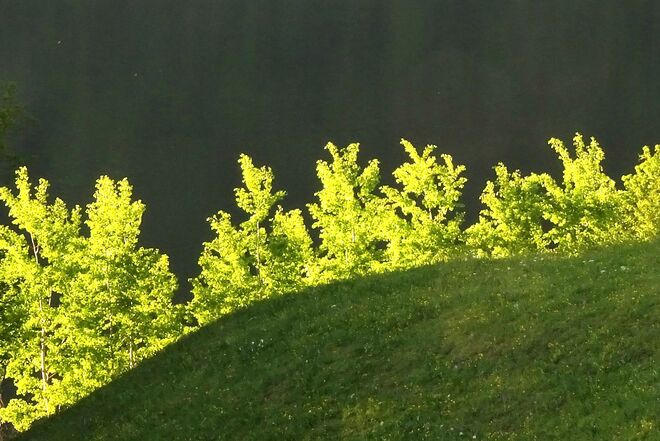 Abendsonne zwischen Wiese und See