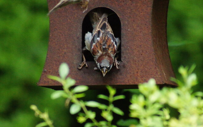 Der Spatz verteidigt energisch seinen Futterplatz