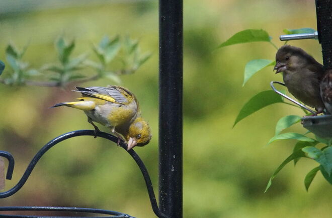 ... heute sind wohl Turnübungen am Programm