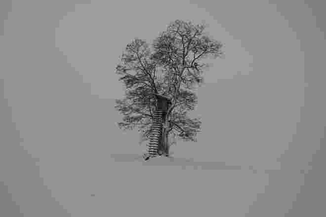 Winterbaum