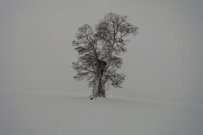 Winterbaum