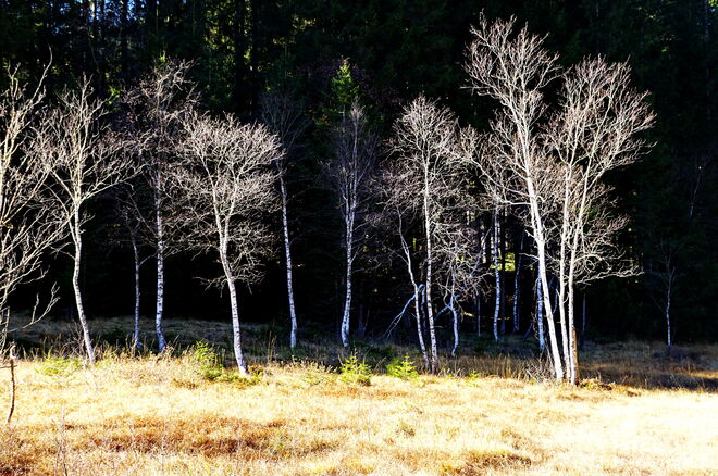 Die weißen Birken im Hochmoor