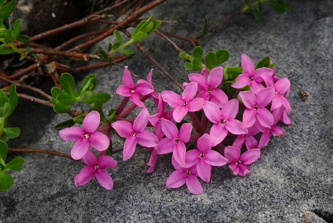 An den Stein geschmiegt
