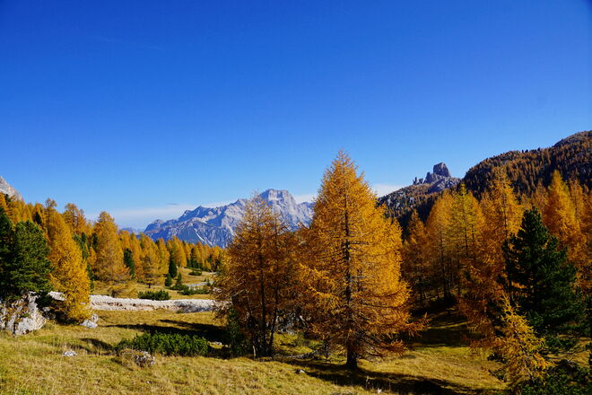 Goldene Lärchenpracht