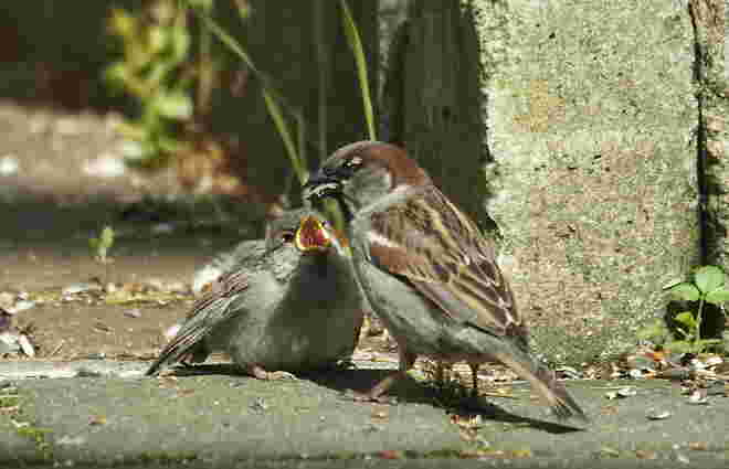 Ein hungriger Jungvogel will gefüttert werden