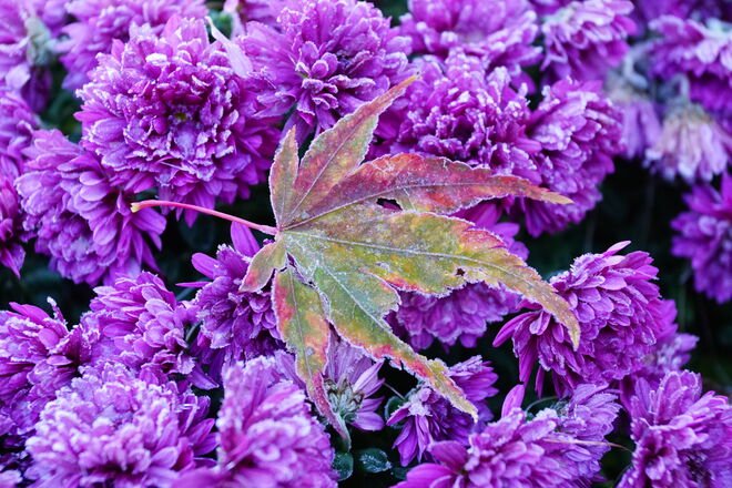 ... mit einem Hauch von Reif verziert