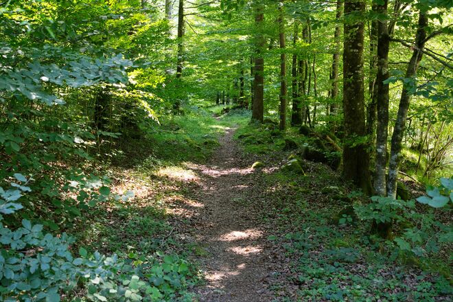Wildnistrail Buchensteig