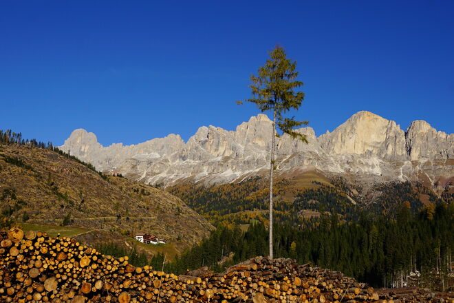 Wie ein Mahnmal steht dieser einzelne Baum