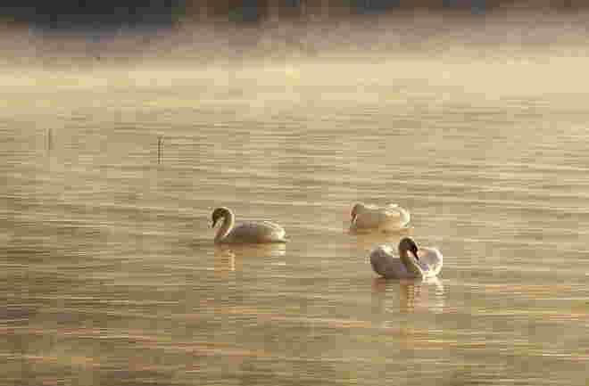 Der Nebel weicht dem goldenen Morgenlicht 