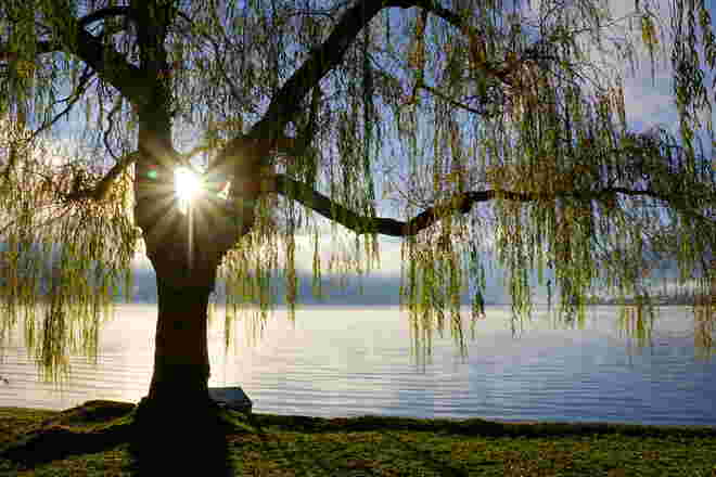 Wunderbare Morgensonne am Zeller See