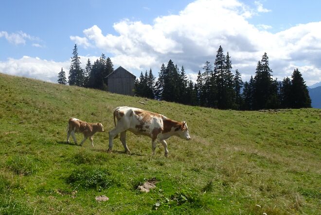 Spaziergang mit Mama Muh