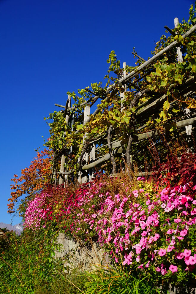 Letzte Blütenpracht des Gartenjahres 2021