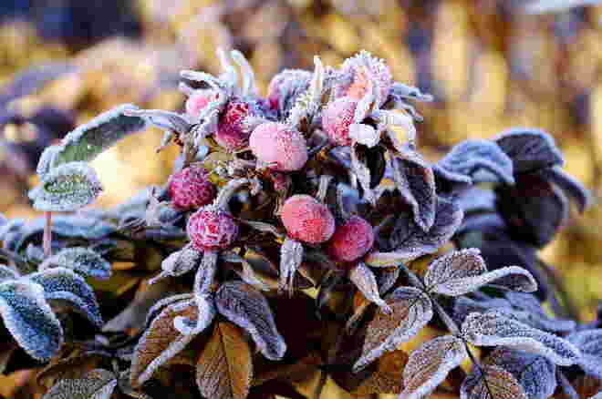 Schönes an einem frostigen Morgen