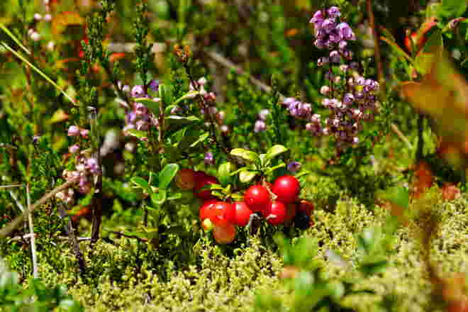 Die Preiselbeeren werden reif