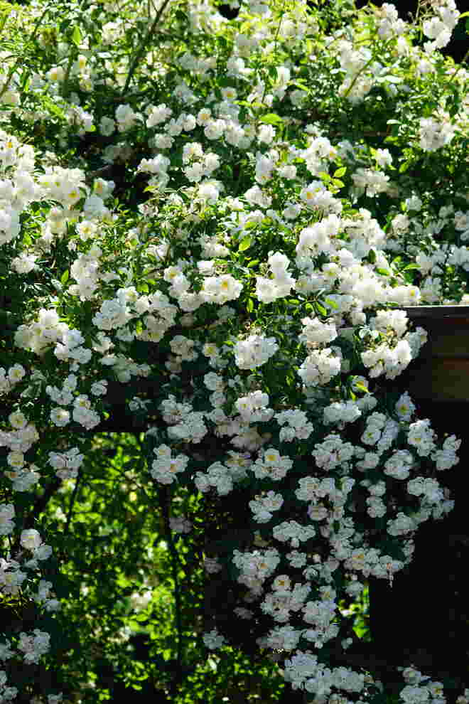 In unserem Garten 3