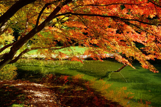 Herbstimpression in den Gärten von Schloß Trattmansdorff