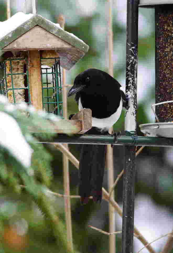 Ganz seltener Besuch am Vogelhaus - die Elster