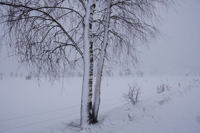 Eisig kalt pfeift der Schneewind ..