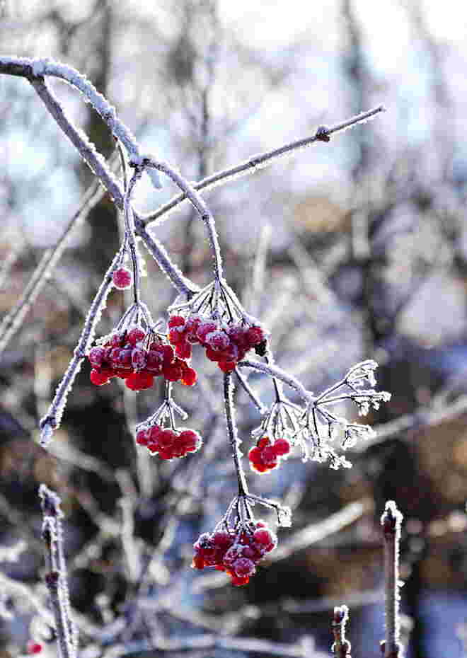 Zart verzierte rote Beeren