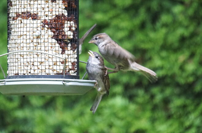 Unfein: Landung am Rücken des Kollegen