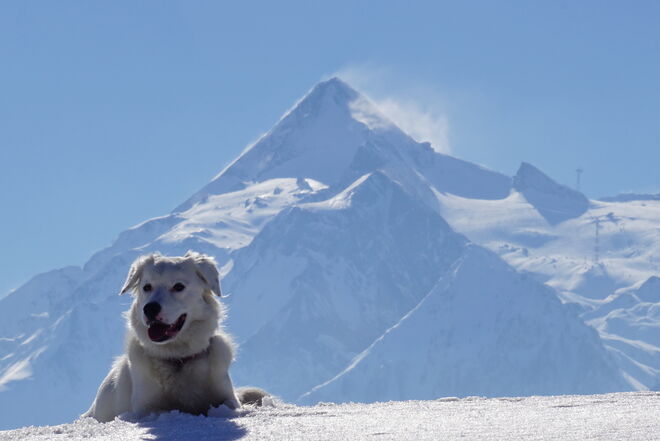 Flocki vor großer Kulisse