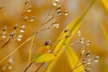 Wunderbare Welt der Tropfen