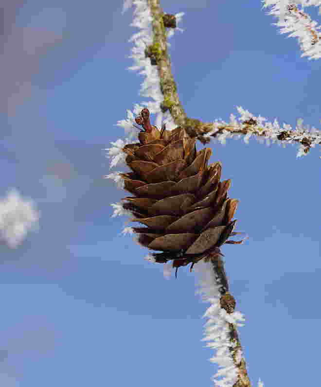 Vielleicht der letzte Raureif in diesem Winter