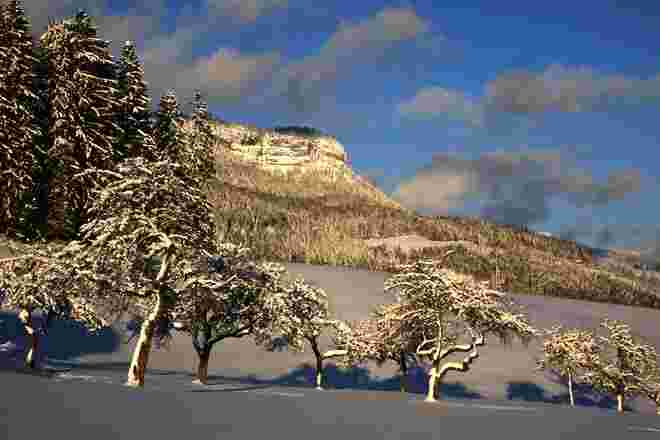 Obstgarten im Winterkleid