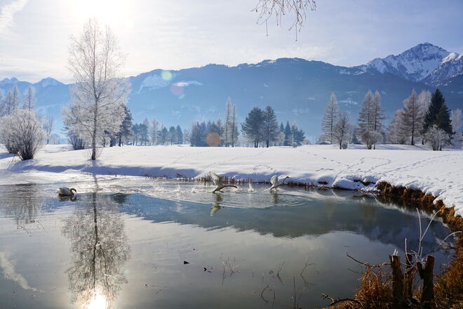 Gestörte Idylle am Teich .....