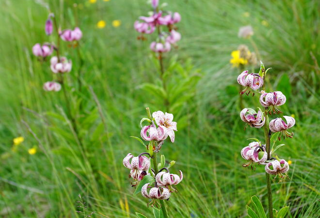 Türkenbundlilien