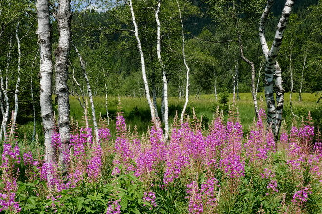 Weidenröschen im Wasenmoos