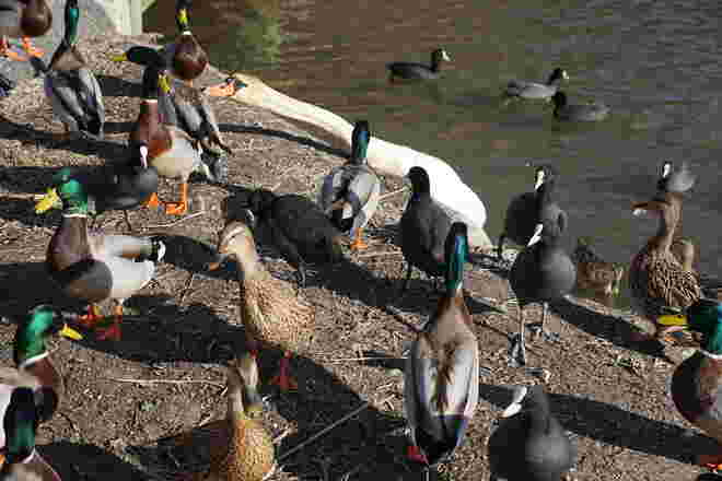 Wasservögel-Getümmel am Zeller See