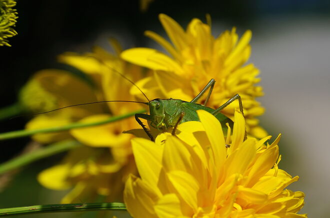 Grünes Heupferd im gelben Blütenparadies