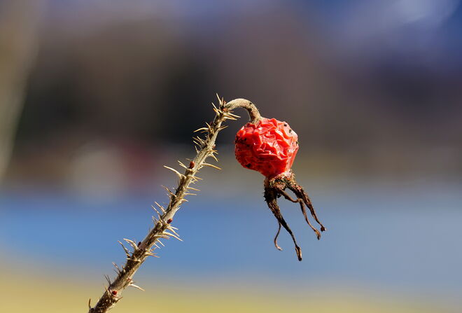 Vorjähriges und frische Knospen