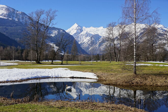 Spiegelung vom Kitz mit Schwan