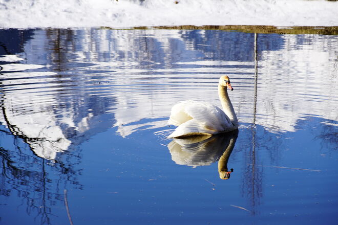 Der Gipfel vom Kitzsteinhorn spiegelt sich im Schwanenteich