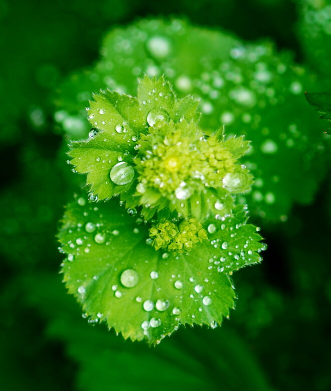Dem Wetter entsprechend: Tropfen