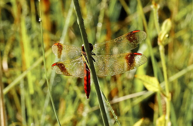 Heidelibelle mit Tautropfen