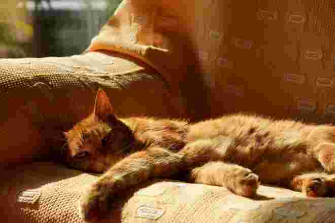 Relaxen, das können wir Menschen von den Katzen lernen 
