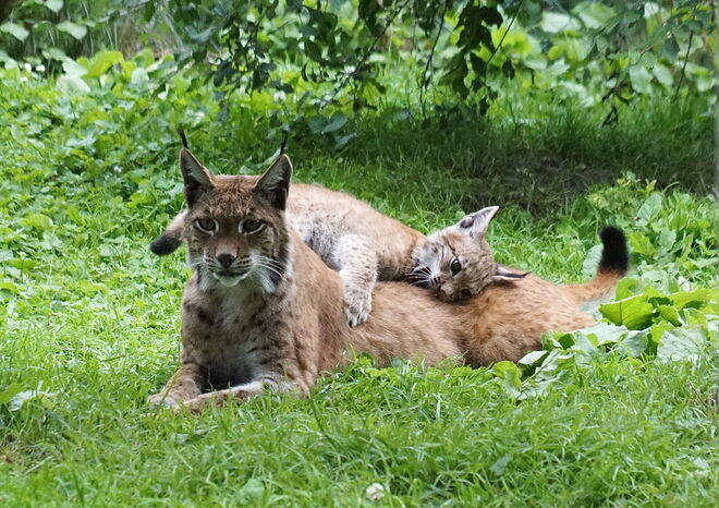 Die Luchsmama als Spielgefährte