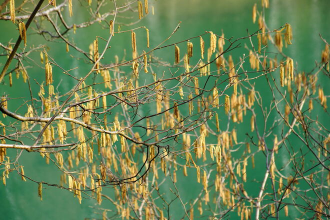 "Feindbild" von Pollenallergikern